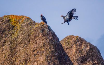 Big Birds, Big Boulders: Pinnacles National Park